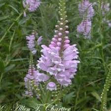 We did not find results for: 41 Native Michigan Flowers Ideas Plants Native Plants Wild Flowers