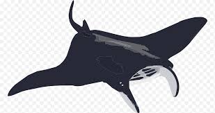 We did not find results for: Kartun Hiu Manta Ray Gambar Papo Ikan Bertulang Rawan Mainan Figurine Hewan Ikan Pari Laut Png Klipartz