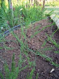 2012 1st Year Developing Asparagus Patch Backyard Plants Zone 5