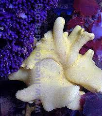 Coral Identification Photos Marine Aquarium Reference