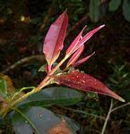 Image result for Syzygium owariense