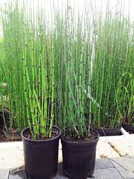 Neudorff superfast and long lasting weedkiller. Houston Bamboo Nursery