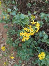 Image result for Senecio consanguineus