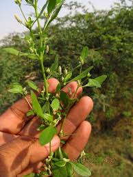 Image result for Nothosaerva brachiata