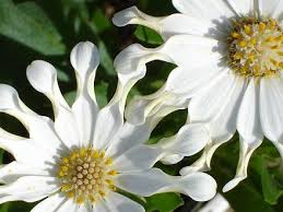 Both share the common names african daisy, cape marigold, and star of the veldt. Osteospermum Wikiwand