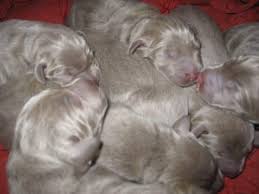 Did you scroll all this way to get facts about silver lab puppies? Akc Silver Lab Puppies For Sale In Dansville Michigan Classified Americanlisted Com