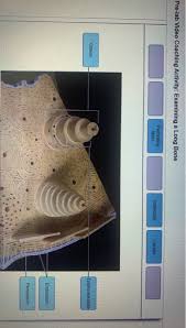 The original sculpture is dated 270 bc. Arrangemenr Of Compact Bone Using The Picture Of Chegg Com