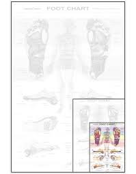 Bts Foot Chart Small Balancing Touch Reflexology