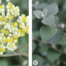 Image result for Dicoma anomala