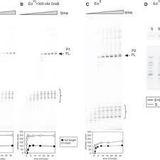 Clearly explain how the student failed to maintain status in the remarks field on the terminate student page. Termination Of P1 And P1p2 Transcripts Occurs In Vivo And Is Altered By Download Scientific Diagram