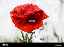 Image result for Porphyrostemma grantii