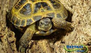 Russian Tortoise Care Sheet Reptiles By Mack