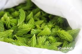 Tannenspitzenhonig Vegan Auch Mit Fructosearmer Variante Kochtrotz Kreative Rezepte Rezept Rezepte Hustensirup Kochtrotz