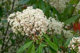 Image result for Photinia serrulata