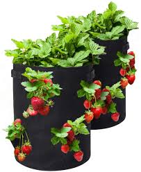I can get 10 plants in the bucket including 3 on top. Amazon Com Tvird Strawberry Grow Bags 2 Pack 10 Gallon Strawberry Planting Bags Of Heavy Duty Pouch Fabric Material With Handles And 8 Side Growth Pockets Vegetable Planting Pots In Breathable Cloth Black