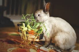 For many families, a rabbit pet insurance policy is the only answer since the rising costs of veterinary care make pet health care treatment often too shopping for the best rabbit pet insurance. Rabbit Haven