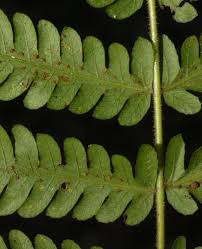 Image result for Christella hispidula