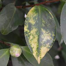 Camellia Diseases And Problems Nurseries Online