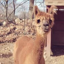 Choose from the top vendors in the new brunswick, nj area and book today. Barnyard Petting Zoo Abma S Farm