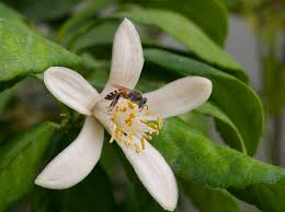 Eureka lemon trees (citrus x limon 'eureka'): The Lemon Tree Food And Tools