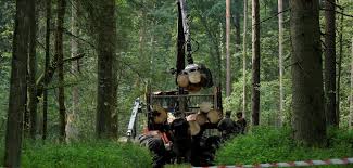 Westliche kritiker bezeichnen das land auch als letzte diktatur europas. Bialowieza In Polen Wo Hundertjahrige Eichen Sterben Sollen Welt