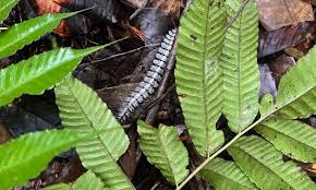 Image result for Loxogramme abyssinica