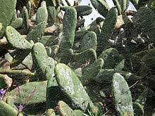 You are right the scale has been used to make a red dye for centuries. Cochineal Wikipedia