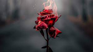 We hope you enjoy our growing collection of hd images to use as a background or home screen for your. Burning Rose 4k Wallpaper