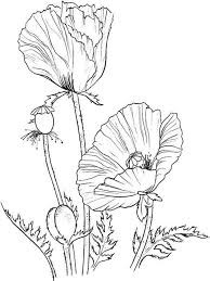Simply sit back, relax, and choose the poppy flower images coloring page that connects with you. Poppy Flower Coloring Pages Download And Print Poppy Flower Coloring Pages