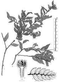 Image result for Anisophyllea