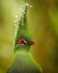 Tropical Bird With Hair On Head A Bird With Wacky Hair Beautiful Birds Pet Birds Colorful Birds