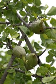 Image result for Garcinia volkensii