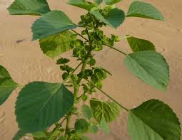 Image result for Acalypha ornata