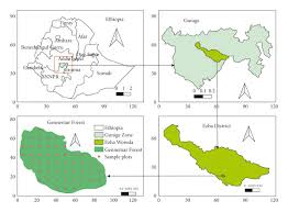 Image result for Pittosporum abyssinicum