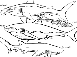 Give your little ones something to color christmas morning. Realistic Coloring Pages Sea Animals Shark Coloring Pages Animal Coloring Pages Animal Coloring Books