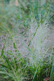 Image result for Eragrostis dinteri