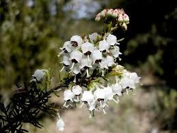 Image result for Erica arborea