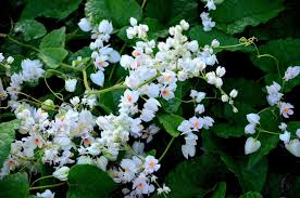 Antigonon Leptopus Alba Plants Flower Painting Dogwood Flowers
