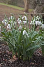 Find Help Information On Galanthus Elwesii Cedric S Prolific Greater Snowdrop Cedric S Prolific From The Rhs Hardy Plants Plants Mary Flowers