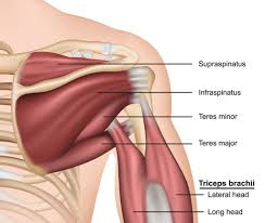 Image result for Rotator Cuff Injury