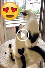 cutest family kittens cutest cute baby animals cute cats and kittens