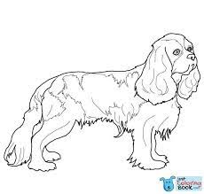 The cavalier is a wonderful small dog, elegant yet sporting in nature and adapts well to most living environments. Pin On Dog