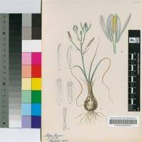 Image result for Albuca setosa