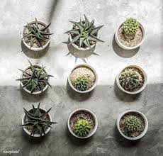 small cacti on the floor get this image for free at www rawpixel com