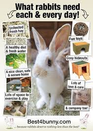 Pin By Carena Liebenberg On Mini Farm Bunny Cages Bunny Care Bunny Bunny Cages Pet Rabbit Care Bunny Care