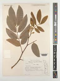 Image result for Isoberlinia