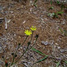 Image result for Grewia inaequilatera