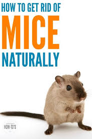 Before you choose how to get rid of mice in the garden, consider the other factors affected by baits and traps. Kid Safe Ways To Get Rid Of Mice Getting Rid Of Mice Rid How To Get Rid