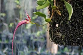 Image result for Bulbophyllum elliotii