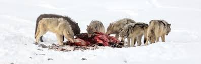 Pack Life Wolfquest Slough creek is finally here! pack life wolfquest